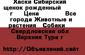 Хаски Сибирский (щенок рожденный 20.03.2017г.) › Цена ­ 25 000 - Все города Животные и растения » Собаки   . Свердловская обл.,Верхняя Тура г.